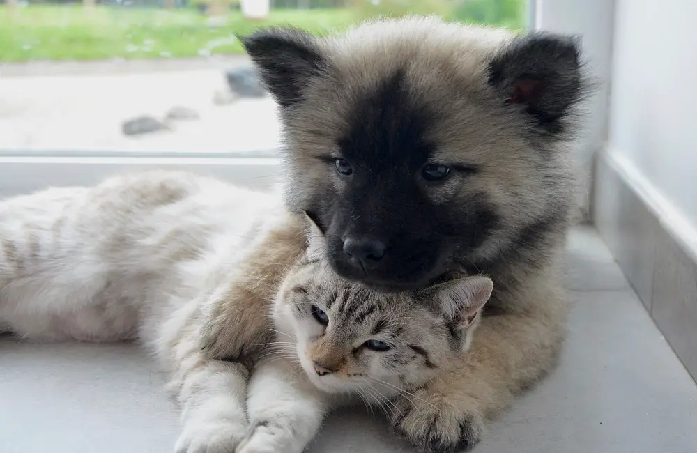Why Do Animals Save Other Animals