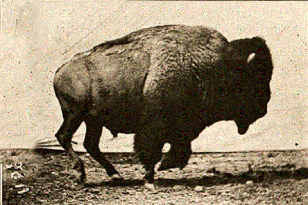 Why Do Animals Stop Growing?