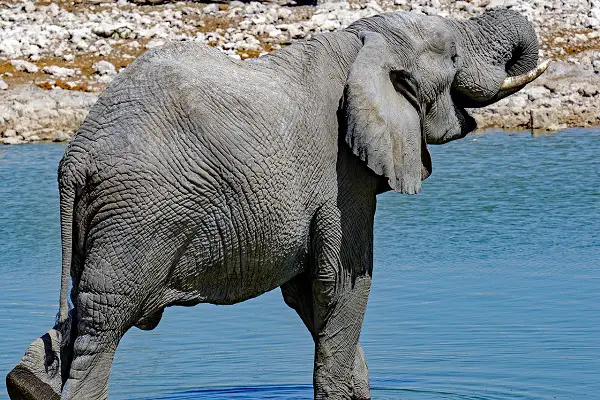 Why Do Animals Stop Growing?
