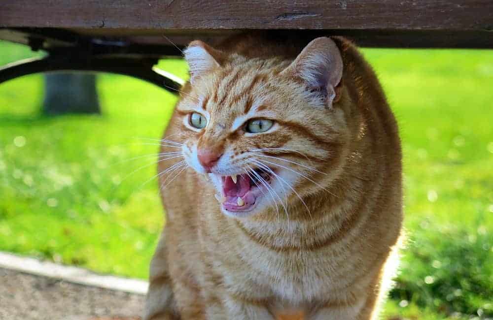 Animals That Get Scared Easily
