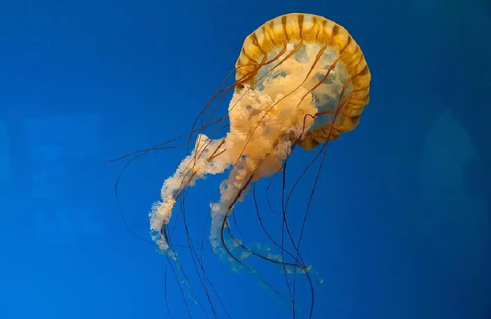 Why Animals Have Short Lifespan