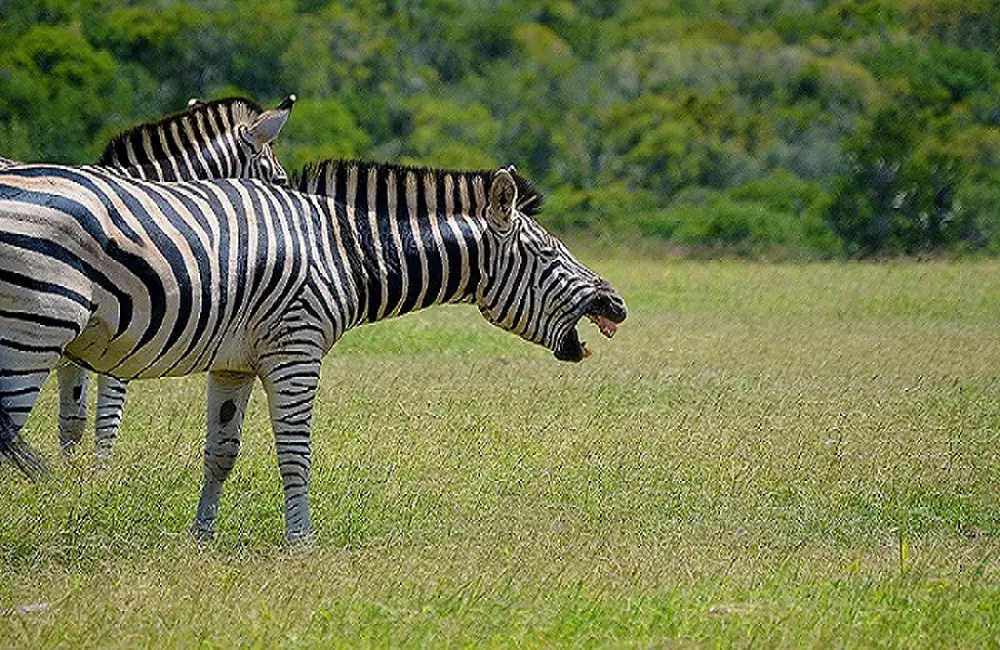 Animals That Laugh A Lot