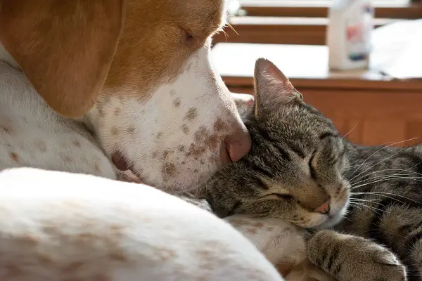 what other animals wag their tails