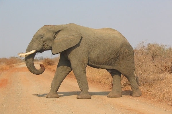 what other animals wag their tails