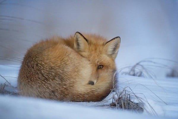 what other animals wag their tails