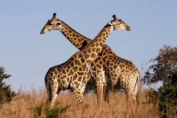 what other animals wag their tails