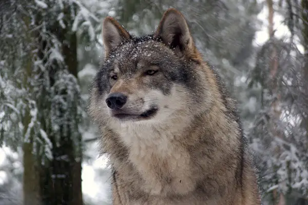 what other animals wag their tails
