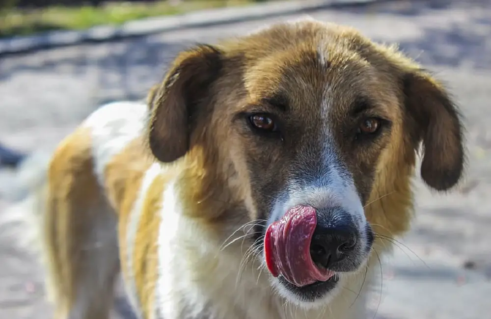 animals with no tongues