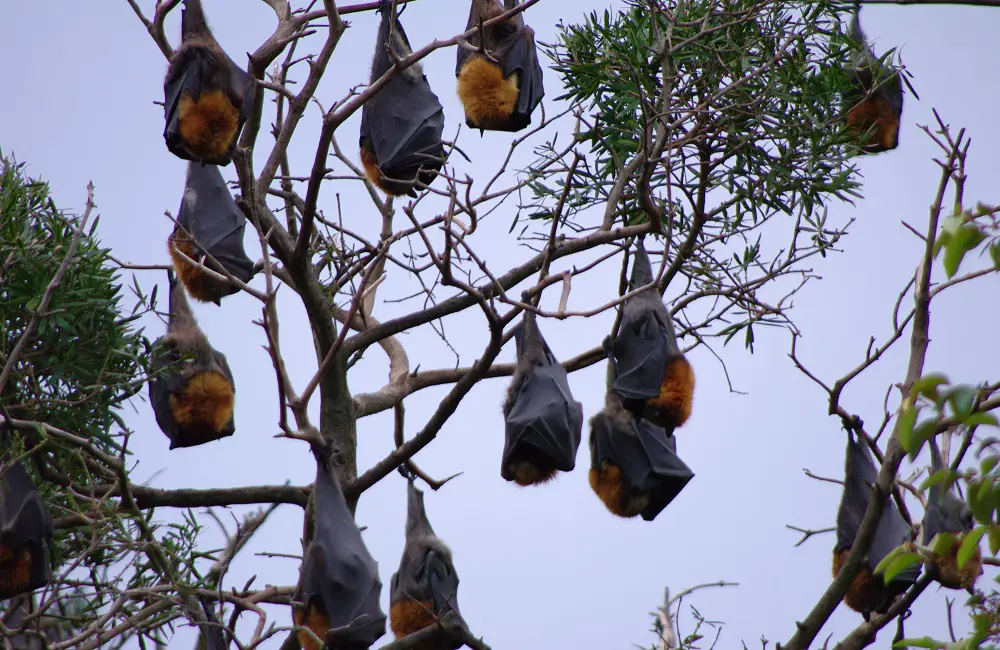 Why Bats Only Fly During Night
