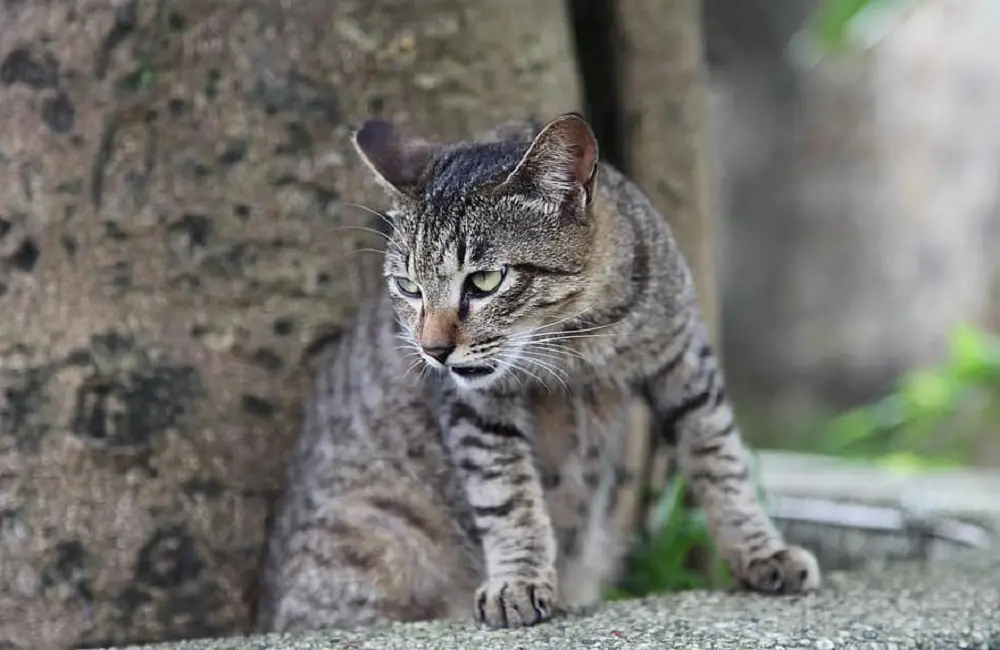 Why do cats always look mad