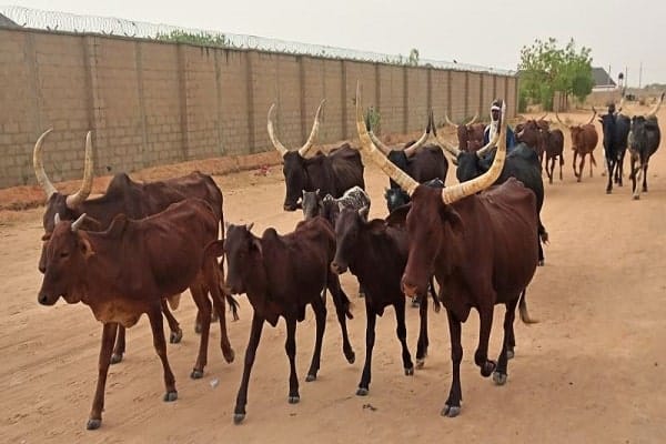 Animals That Depend On Humans