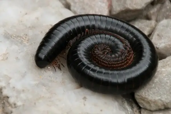 animals that don't have tails