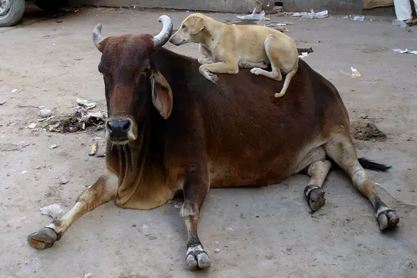 are cows good pets