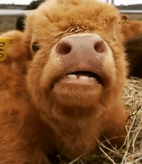 are cows good pets