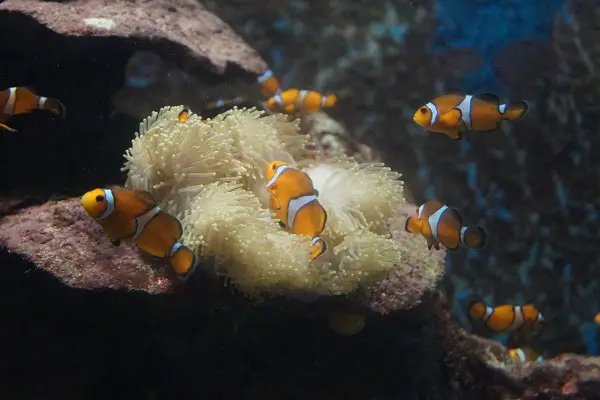 Why Do Animals Stop Growing?