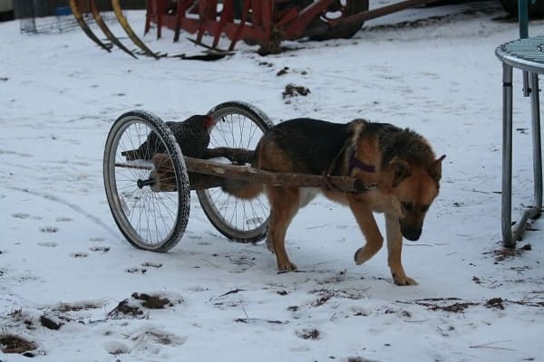 how much can german shepherds pull