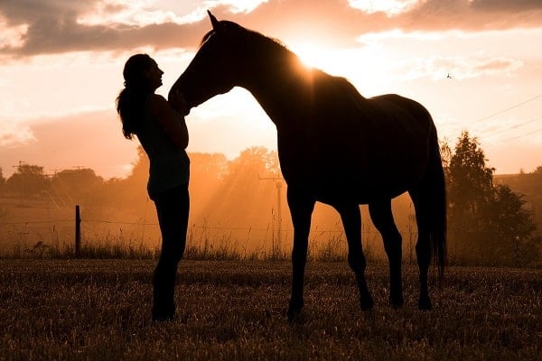 Animals That Depend On Humans