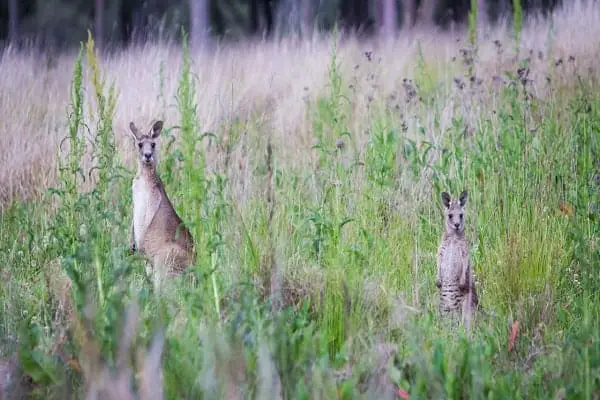 Why Kangaroos Fight