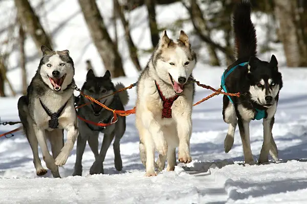 how much can german shepherds pull