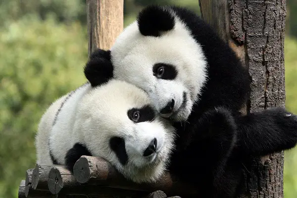 Animals That Depend On Humans
