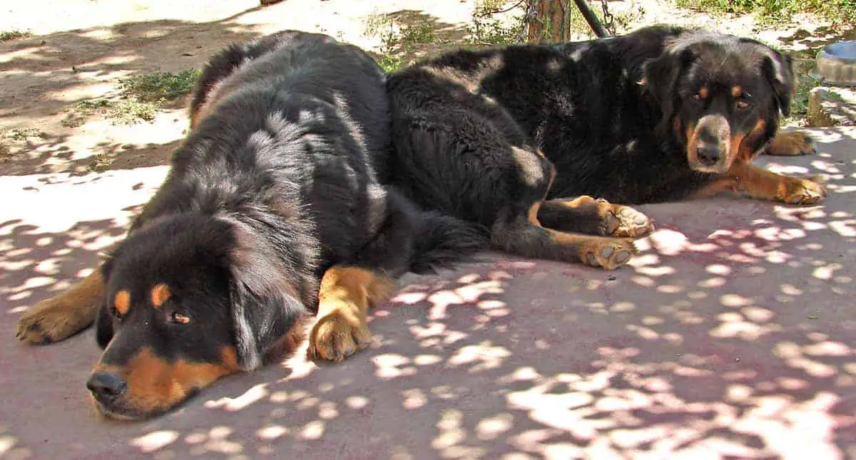 How Strong Is A Tibetan Mastiff?