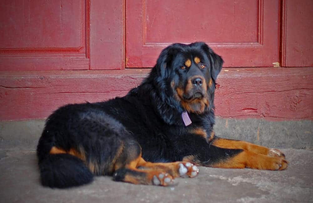 How Strong Is A Tibetan Mastiff