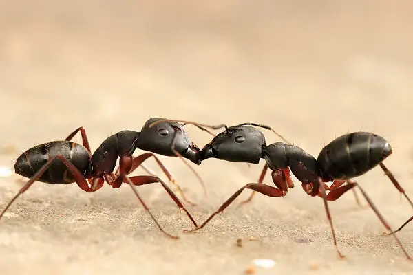weakest animals in the world