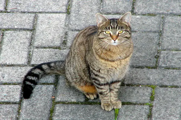 weakest animals in the world