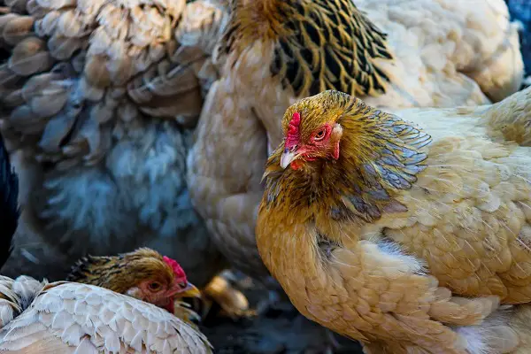weakest animals in the world