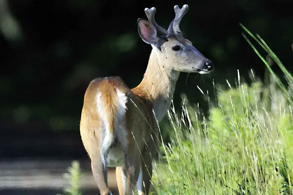 weakest animals in the world