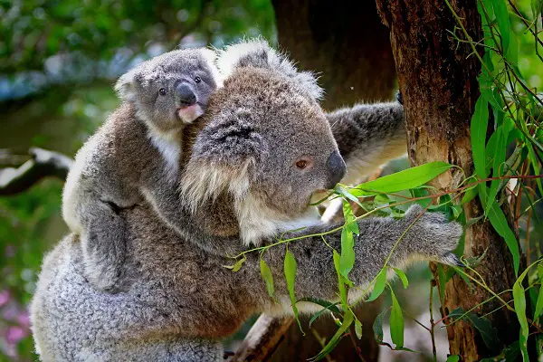 weakest animals in the world