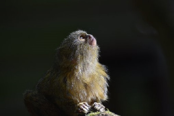 weakest animals in the world