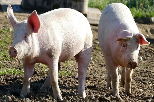 weakest animals in the world