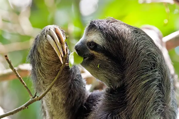 weak animals in the world