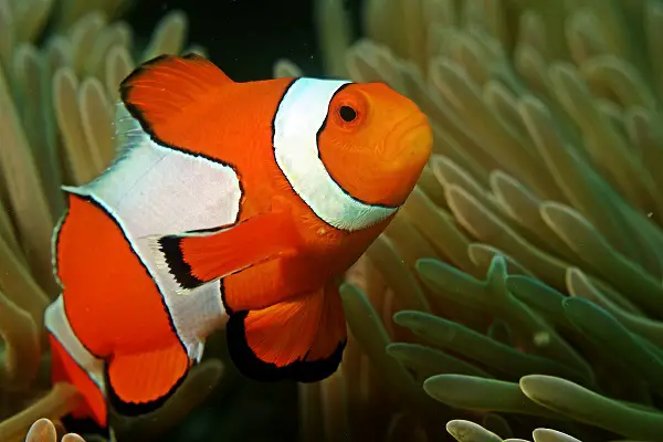 weakest animals in the world