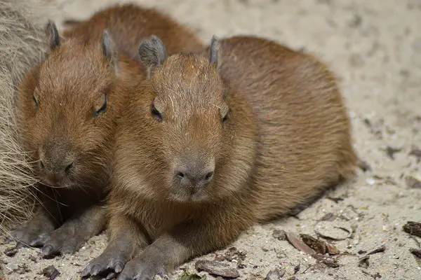 weakest animals in the world