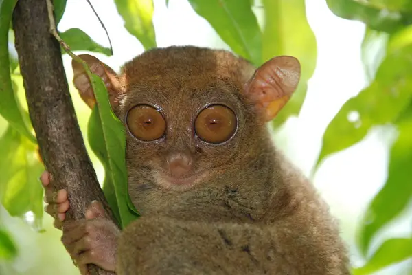 weakest animals in the world