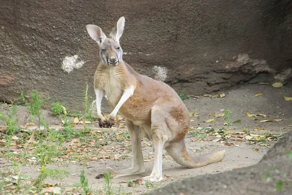 Animals That Hop To Move