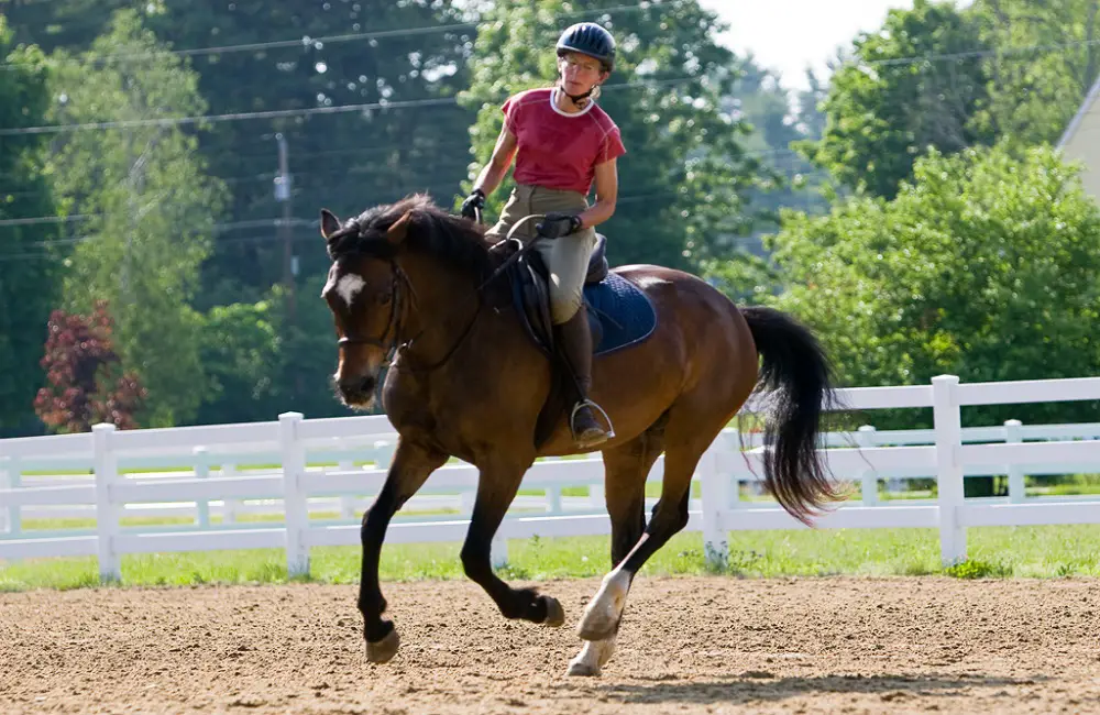 Why Do Animals Run Faster Than Humans