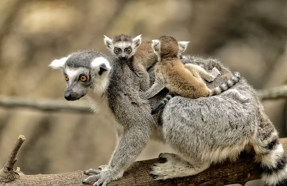 Why Do Animals Protect Their Young