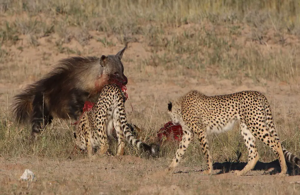 Why Are Cheetahs Scared Of Hyenas
