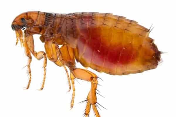 Animals That Hop To Move