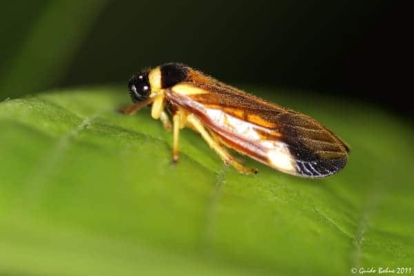 Animals That Hop To Move