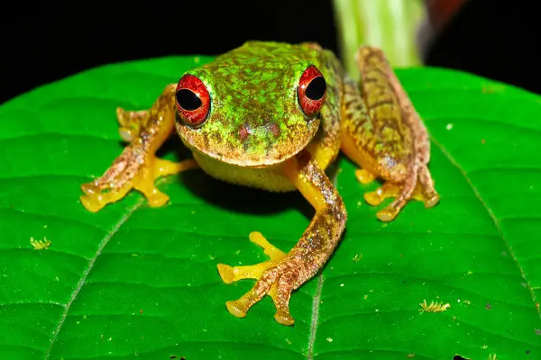 Animals That Hop To Move