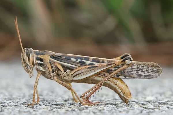 Animals That Hop To Move