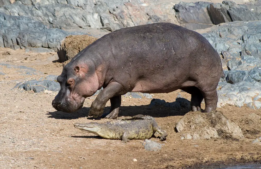 Why Are Crocodiles Afraid Of Hippos