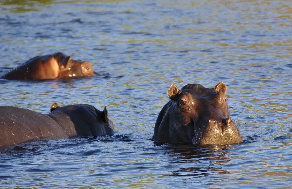 Can Hippos Be Domesticated