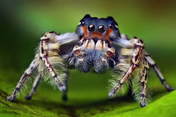 Animals That Hop To Move