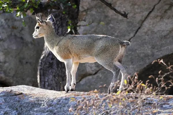 Animals That Hop To Move