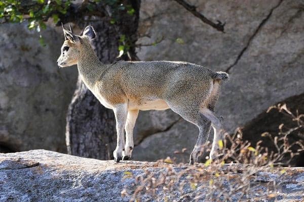 Animals That Hop To Move
